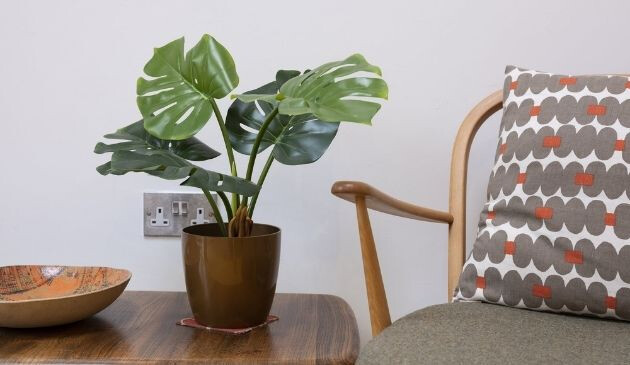 Blooming Artificial Monstera