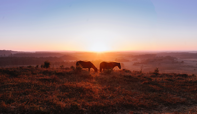 two New Forest ponies at sunset