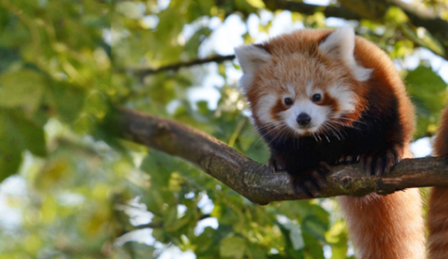a red panda on a branch