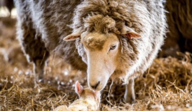 a ewe with her newborn lamb