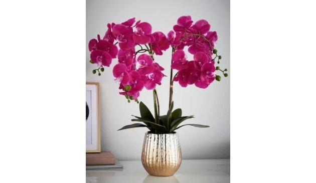 Next orchid in a pot