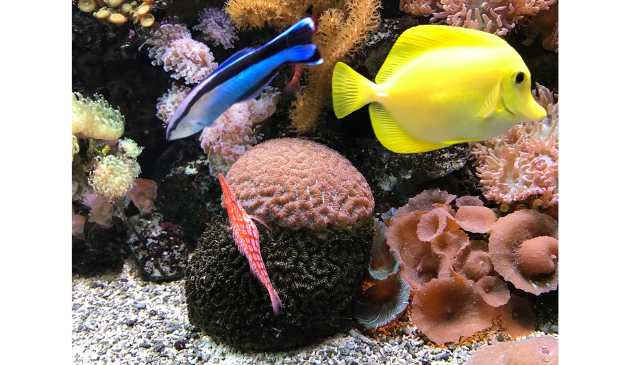 tropical fish and coral