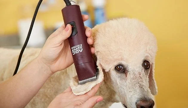poodle having hair trimmed with dog clippers