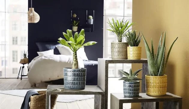 Selection of plant pots
