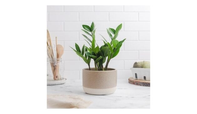 Bloombox Club plant on kitchen worktop
