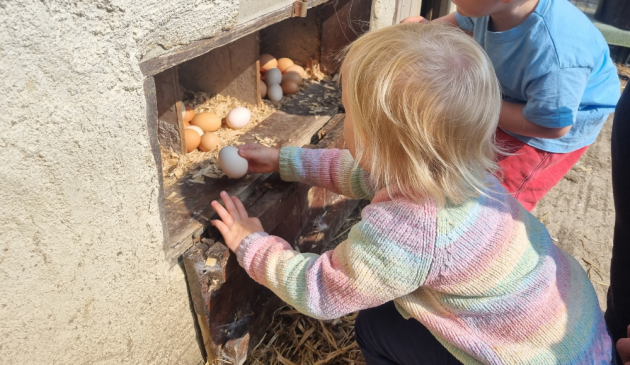 Child choosing egg from chicken coop