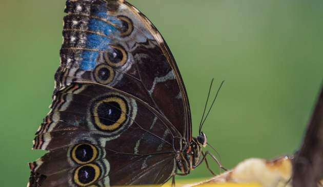 Dubai Butterfly Garden