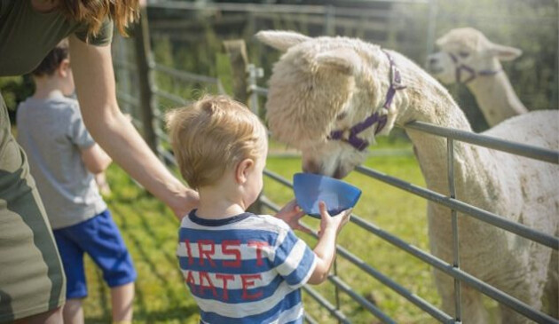 Clydey Cottages UK farm stay