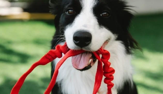 dog with lead in mouth