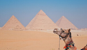 A camel sitting parallel to the three pyramids of Giza