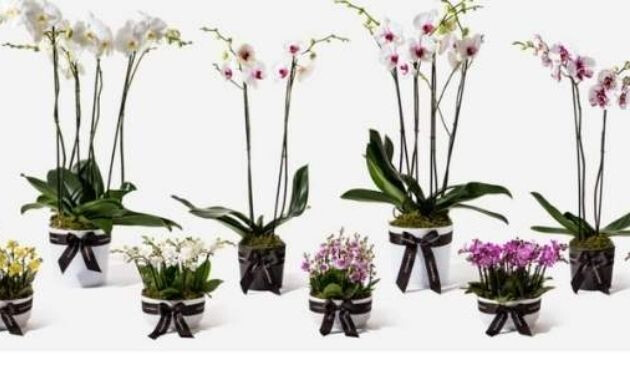 Flowerbx flower delivery