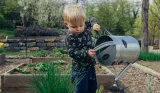 a little boy watering a vegetable patch