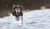 hero dog