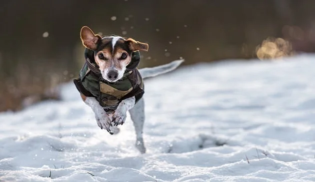 hero dog