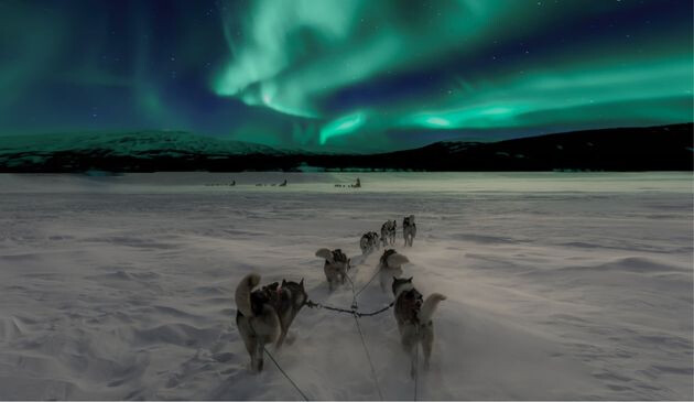 Huskies in Finland, underneath the Northern Lights