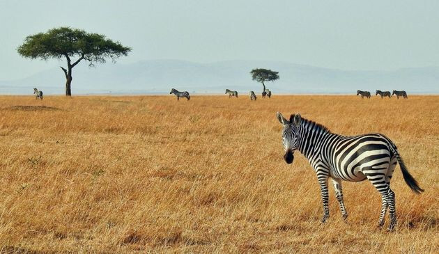 Zebras on safari in Kenya