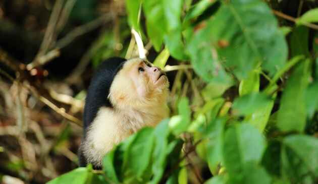 A monkey in Manuel Antonio National Park