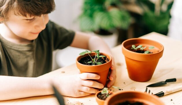 grow your own vegetables