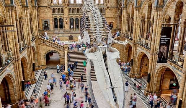 natural history museum-min