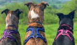 Three dogs wearing harnesses, sitting facing away from the camera