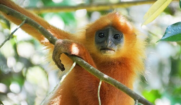 Red leaf monkey, Sabah, Borneo