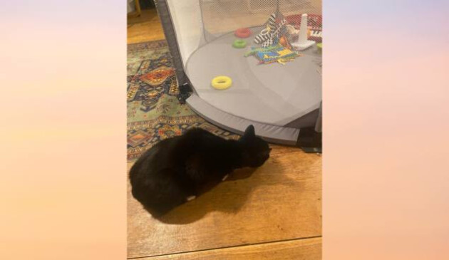 Cat next to Safetots Deluxe Fabric Playpen