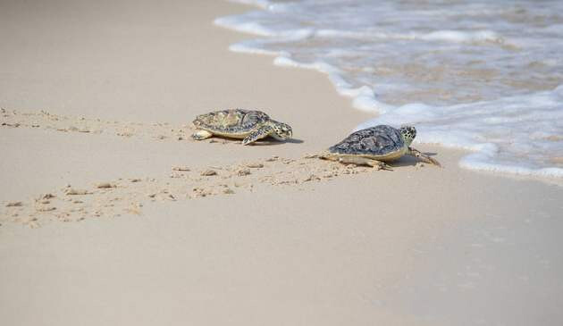 The Turtle Rehabilitation Sanctuary at Burj Al Arab